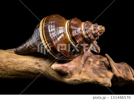 Striped Melongena Seashell Resting on Natural Dark Brown Driftwood 131486570