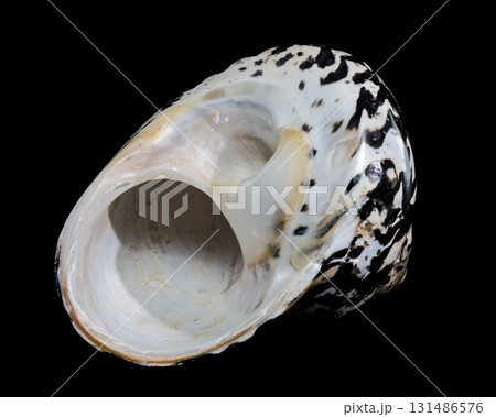 Polished Black and White Patterned Magpie Turbo Sea Shell Polished Black and White Patterned Magpie Turbo Sea Shell 131486576