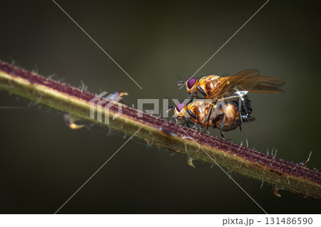 Orange Bush Flies Orange Bush Flies 131486590