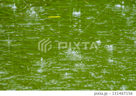 雨の日　雨粒が池に降りそそぐ15 131487156