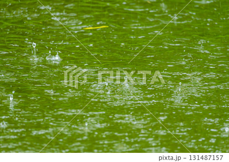 雨の日　雨粒が池に降りそそぐ16 131487157