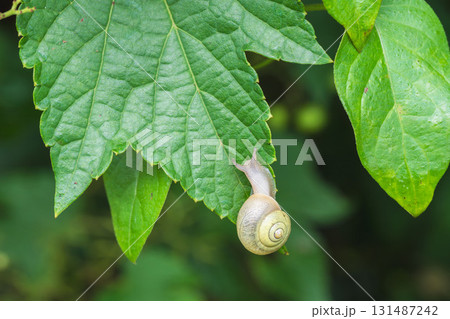 夏の草むら 葉の上のカタツムリ 夏の草むら 葉の上のカタツムリ 131487242