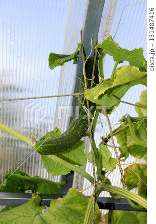 A ripe, long, bumpy cucumber on a branch in a greenhouse 131487416