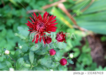 Red chrysanthemum with buds in a flowerbed 131487419