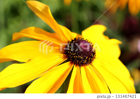 The center of a yellow rudbeckia flower with petals The center of a yellow rudbeckia flower with petals 131487421