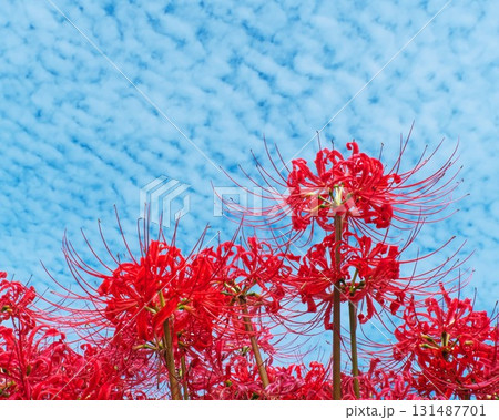 見あげる彼岸花と秋の空 131487701