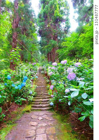 満開のアジサイ　紫陽花　あじさい　出塩文殊堂　山形市 131487777