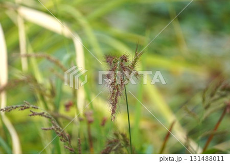 イヌビエの穂・2025年9月 131488011