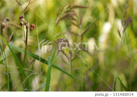 イヌビエの穂・2025年9月 131488014