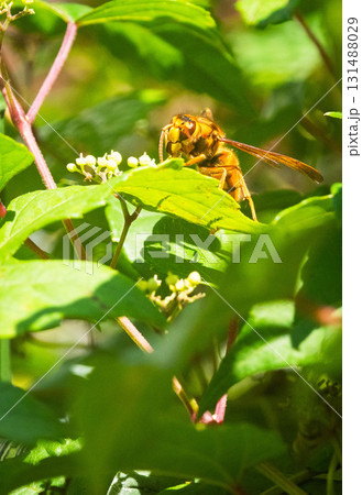 キイロスズメバチ 131488029