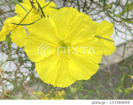 Flower　花 131488049