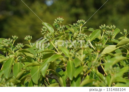 カクレミノの若い実・2025年9月 カクレミノの若い実・2025年9月 131488104