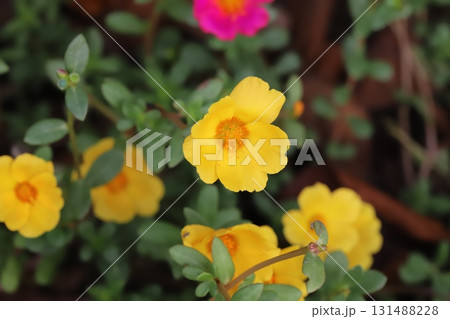 秋の庭に咲く黄色いポーチュラカの花 131488228