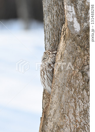 北海道の日中の公園で巣穴の出入り口に止まるエゾフクロウ 131488298