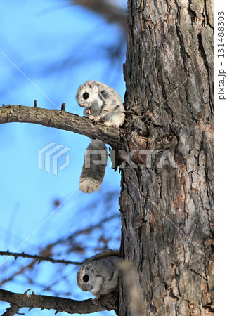 北海道の冬の公園で日中に枝に座る2匹のエゾモモンガ 北海道の冬の公園で日中に枝に座る2匹のエゾモモンガ 131488303