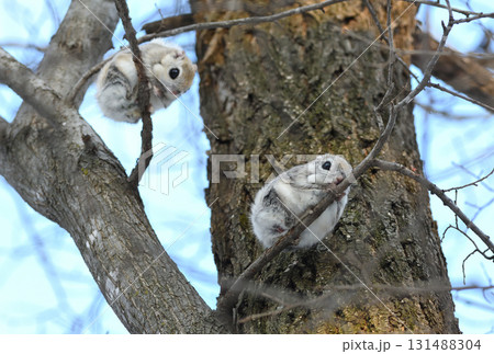 北海道の冬の公園で日中に枝に座る2匹のエゾモモンガ 131488304