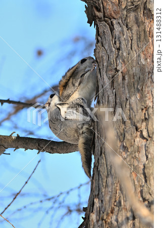 北海道の冬の公園の木で繁殖行動をするエゾモモンガ 131488312