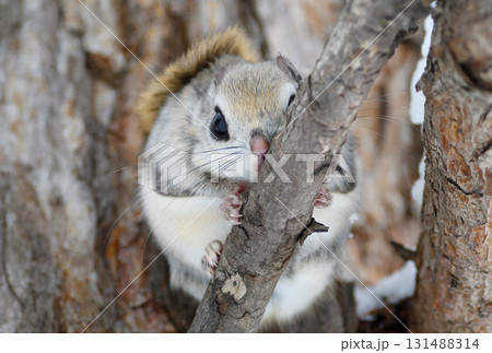 北海道の冬の公園で日中に枝に座るエゾモモンガ 131488314