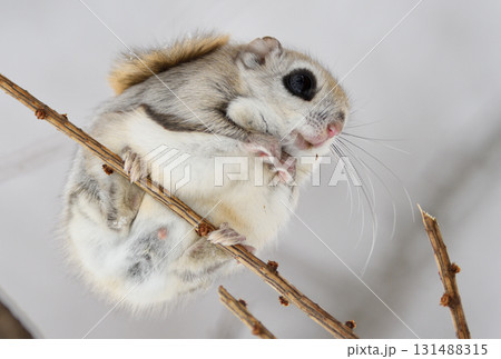 北海道の冬の公園で日中に枝に座るエゾモモンガ 131488315