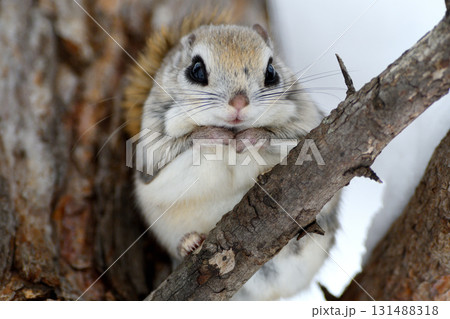 北海道の冬の公園で日中に枝に座るエゾモモンガ 131488318