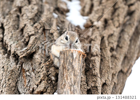 北海道の冬の公園で日中に枝に座るエゾモモンガ 北海道の冬の公園で日中に枝に座るエゾモモンガ 131488321