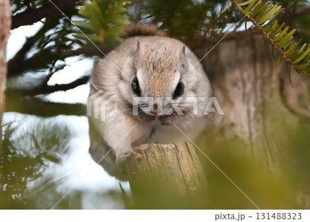 北海道の冬の公園で日中に枝に座るエゾモモンガ 131488323
