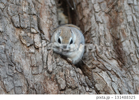 北海道の冬の公園で日中に枝に座るエゾモモンガ 131488325