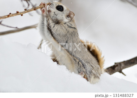 北海道の公園で日中に小枝を食べるエゾモモンガ 131488327