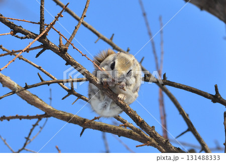 北海道の公園で日中に小枝を食べるエゾモモンガ 北海道の公園で日中に小枝を食べるエゾモモンガ 131488333