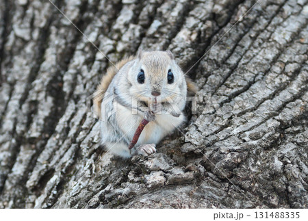 北海道の公園で日中に小枝を食べるエゾモモンガ 131488335