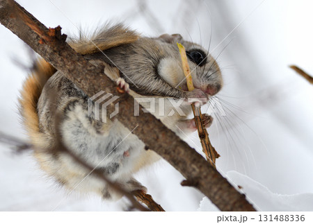 北海道の公園で日中に小枝を食べるエゾモモンガ 131488336