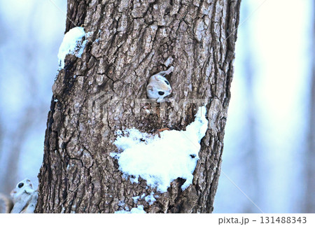 北海道の冬の公園で日没後に雪の積もった巣穴のから出るエゾモモンガ 131488343