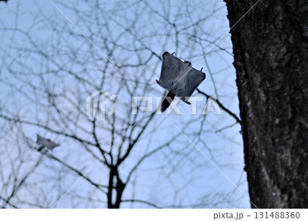 北海道の冬の公園で日没後に木々の間を追いかけて飛ぶ2匹のエゾモモンガ 131488360