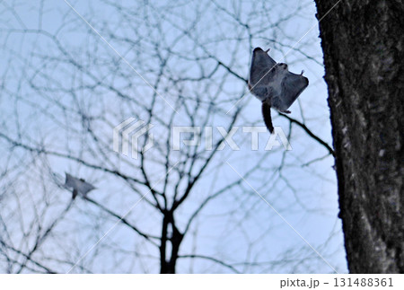 北海道の冬の公園で日没後に木々の間を追いかけて飛ぶ2匹のエゾモモンガ 131488361