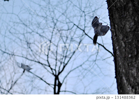 北海道の冬の公園で日没後に木々の間を追いかけて飛ぶ2匹のエゾモモンガ 131488362