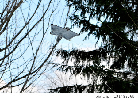 北海道の冬の公園で日中に木々の間を空を飛ぶエゾモモンガ 131488369