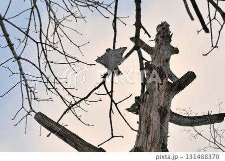 北海道の冬の公園で日中に木々の間を空を飛ぶエゾモモンガ 131488370