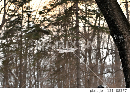 北海道の冬の公園で夕焼け空を背景に木々の間を空を飛ぶエゾモモンガ 131488377