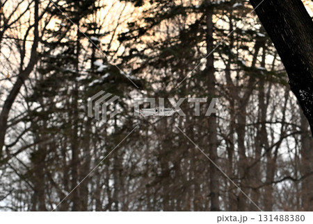 北海道の冬の公園で夕焼け空を背景に木々の間を空を飛ぶエゾモモンガ 131488380