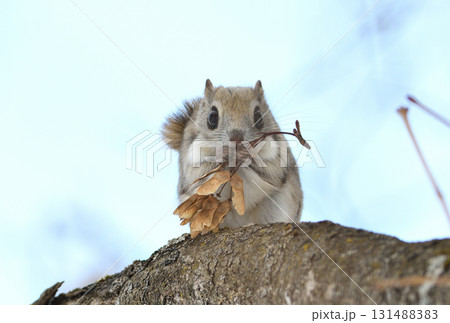 北海道の公園で日中に枝に座って楓の種を食べるエゾモモンガ 131488383