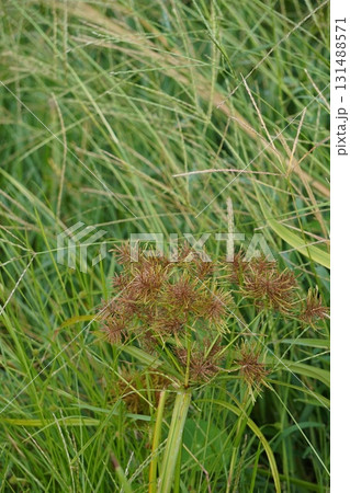 カヤツリグサの花穂 131488571