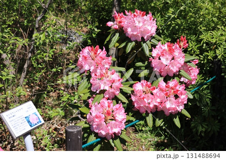 満開のせいようしゃくなげの花 131488694