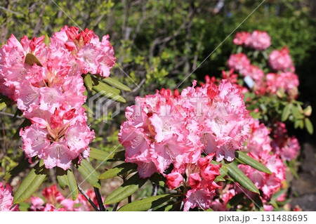 満開のせいようしゃくなげの花 131488695