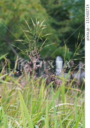 セイバンモロコシの花穂・2025年 131488714