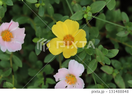 秋の庭に咲く黄色と薄桃色のポーチュラカの花 131488848