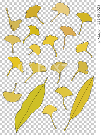 Yellow fallen leaves of ginkgo and Japanese yew 131489028