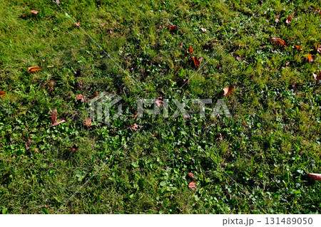 秋の公園の芝生と落葉2 北海道 131489050