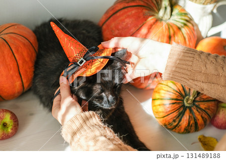 Woman places small orange witch's hat on a black cat sitting next to pumpkins. Playful and festive spirit of Halloween and participation of pets in seasonal celebrations 131489188