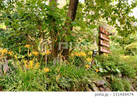 ショウキズイセンと案内板 131489474