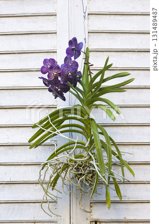 Vertical view of orchid flower hanging on a wall Vertical view of orchid flower hanging on a wall 131489487
